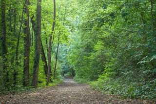 chemin