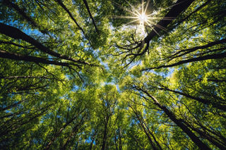 cimes arbres