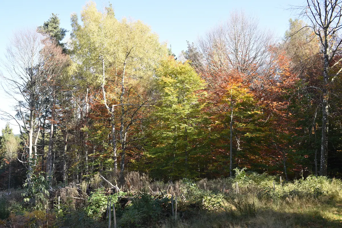 Gérer sa forêt