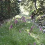 Quand les forestiers prennent la plume …